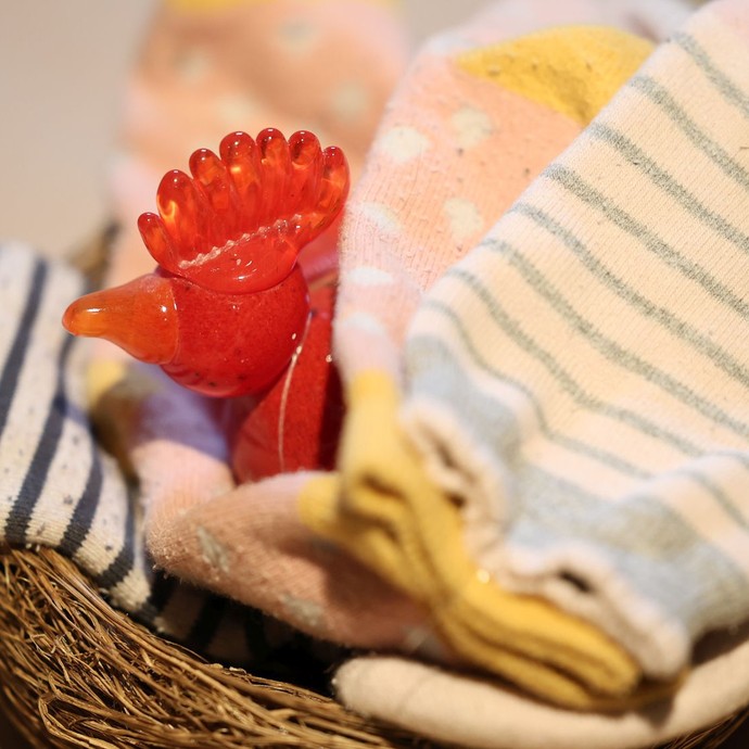 Roter Glasvogel in einem mit Socken ausgekleideten Nest (vergrößerte Bildansicht wird geöffnet)